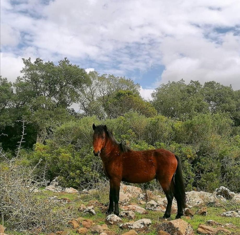 Casa Susanna Rural Sardinia Sini Екстер'єр фото